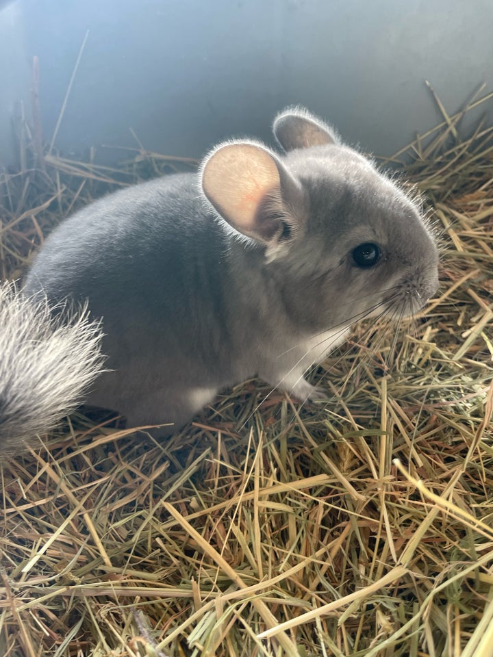 Chinchilla, 010724 år