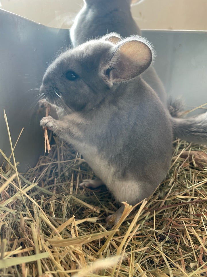 Chinchilla, 010724 år