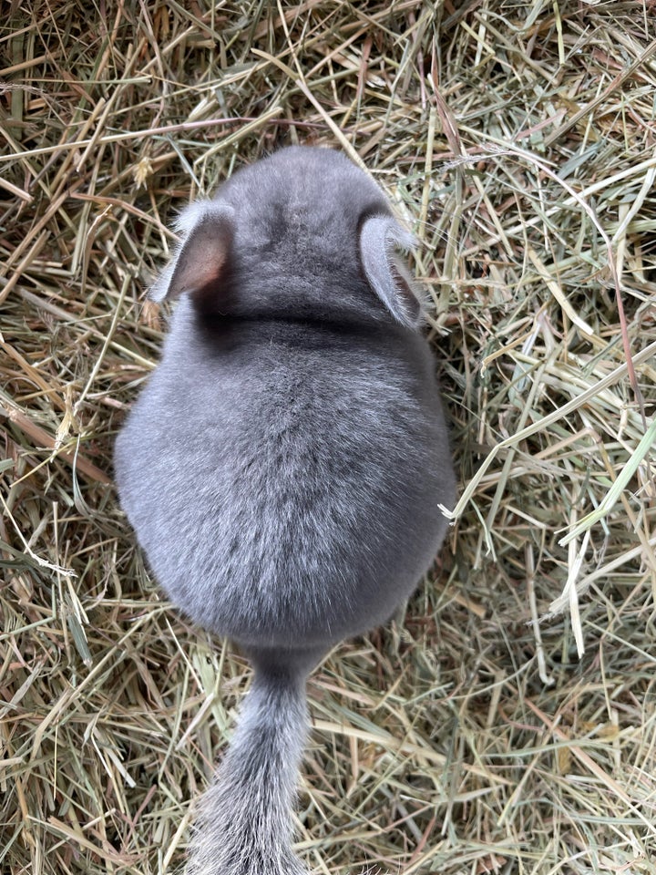 Chinchilla, 010724 år