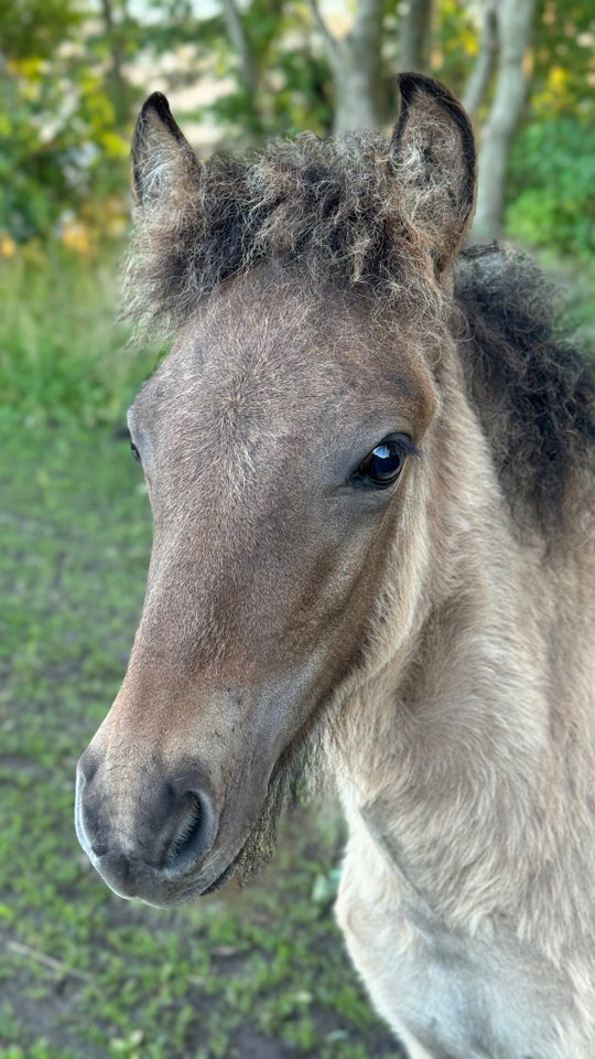 Islænder hingst 0 år