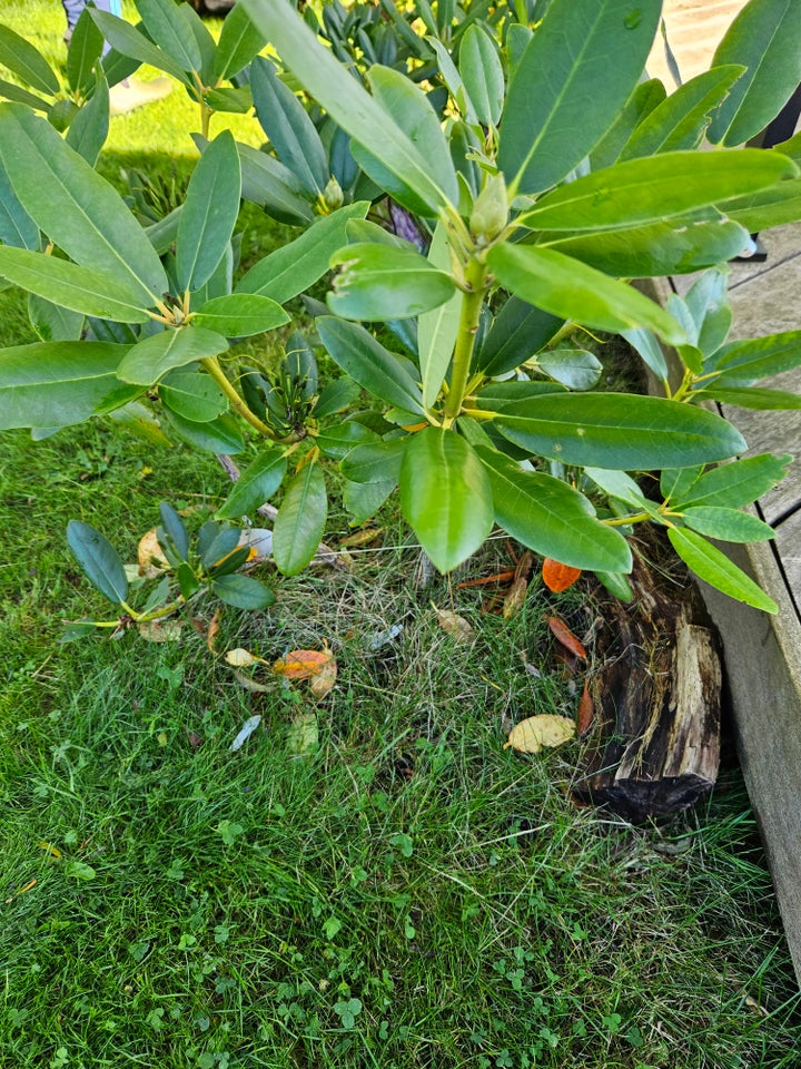 Rododendron