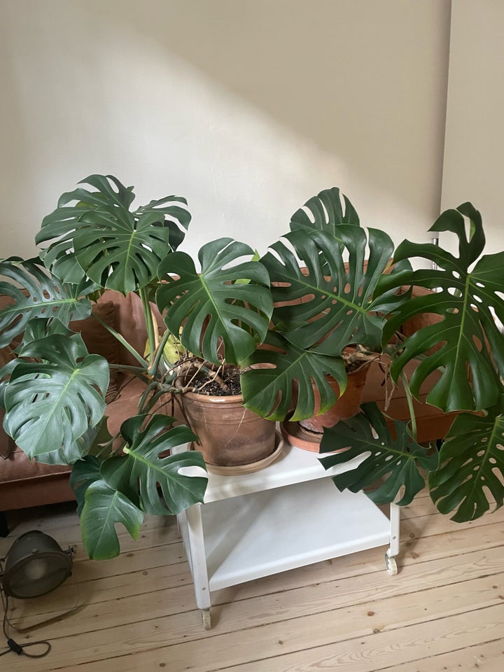 Monstera plante