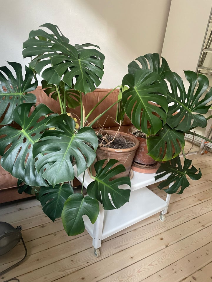 Monstera plante