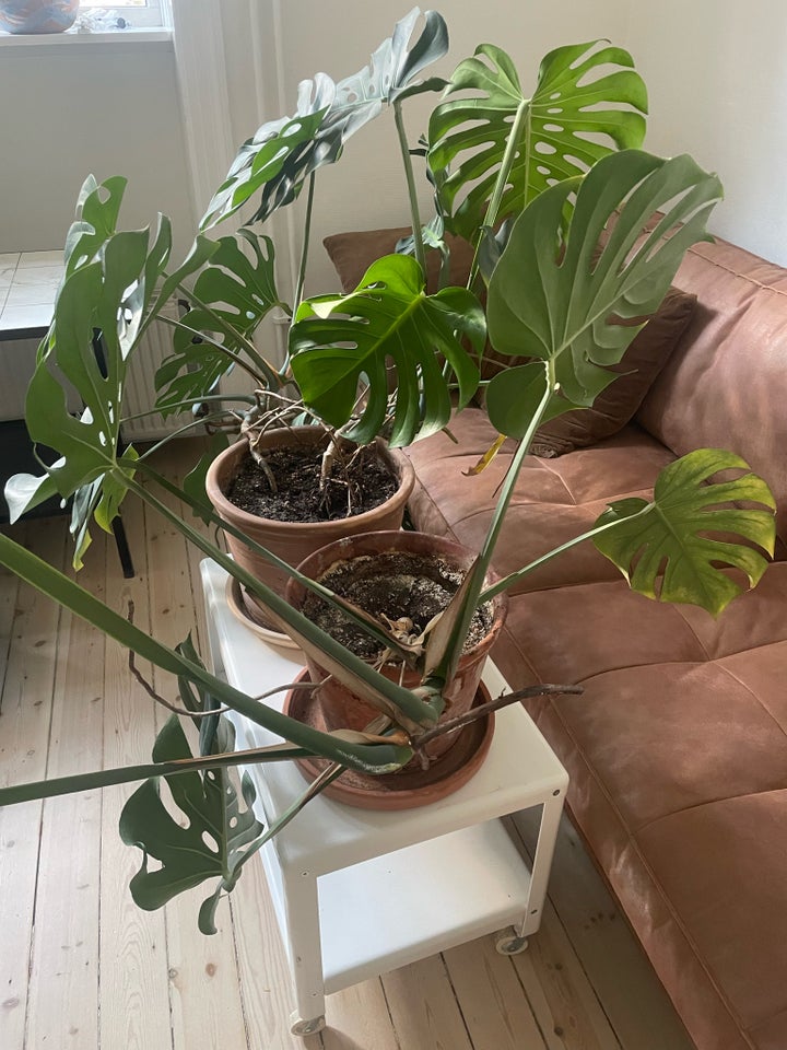 Monstera plante