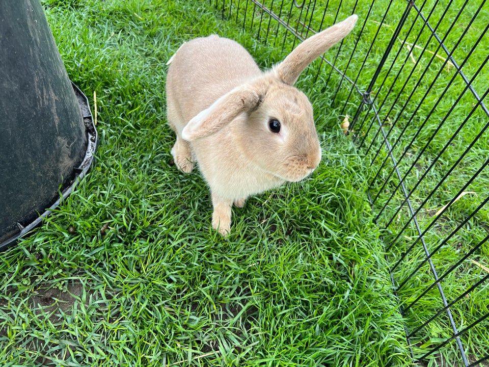 Kanin, Hopkanin / Dværgvædder , 2 år