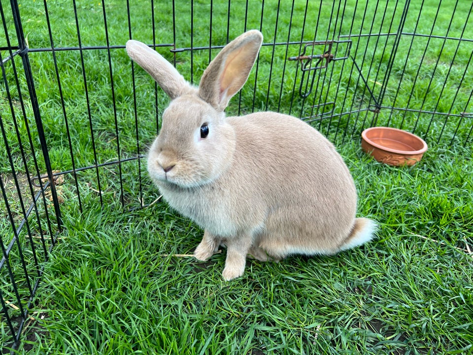 Kanin, Hopkanin / Dværgvædder , 2 år