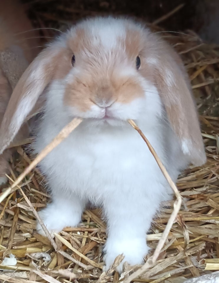 Kanin, Minilop/Dværg vædder, 0 år