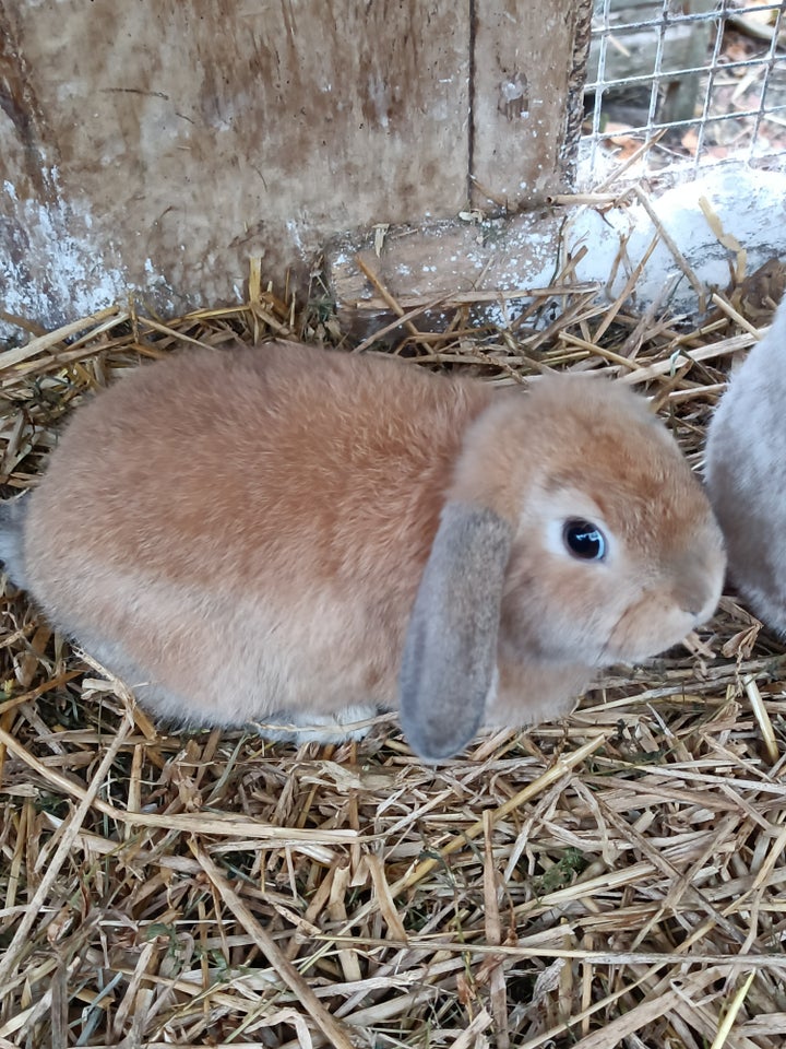 Kanin, Minilop/Dværg vædder, 0 år