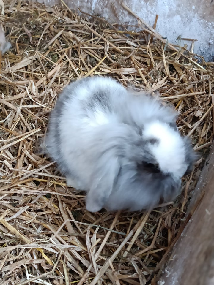 Kanin, Minilop/Dværg vædder, 0 år