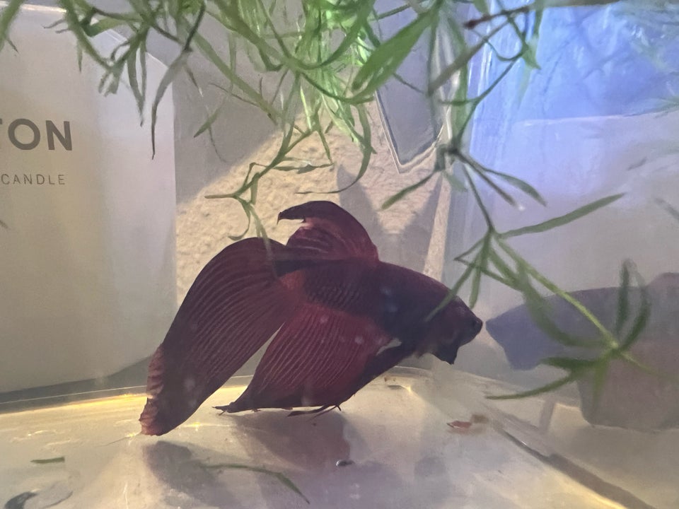 Betta/kampfisk splendes HAN 1