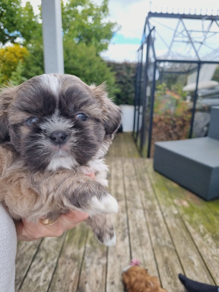 Shih tzu  hvalpe 7 uger