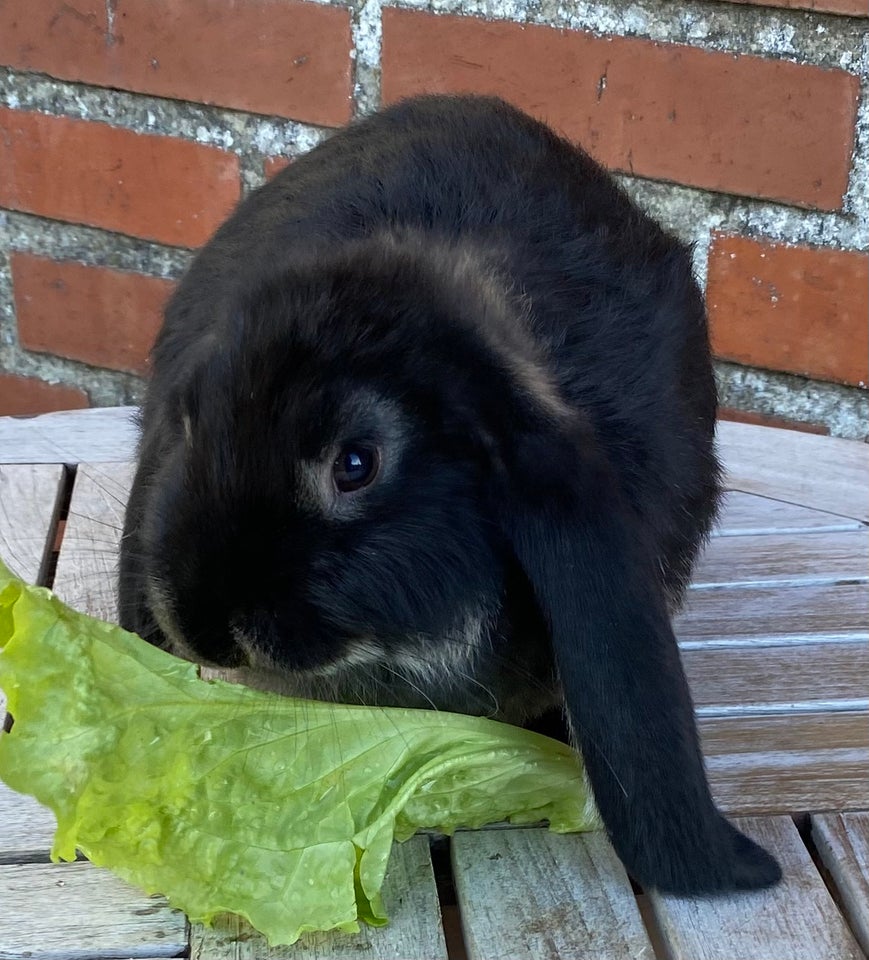 Kanin, FRANSK VÆDDER HUN SORT