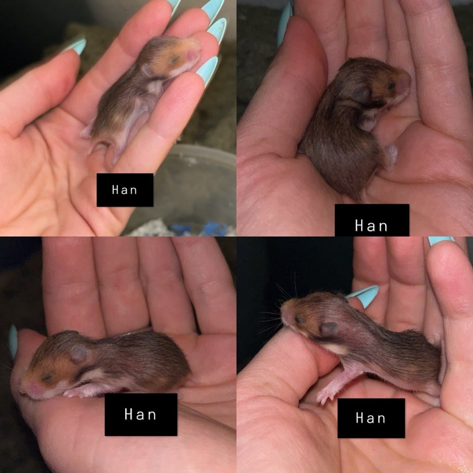 Hamster, Guldhamster, 0 år