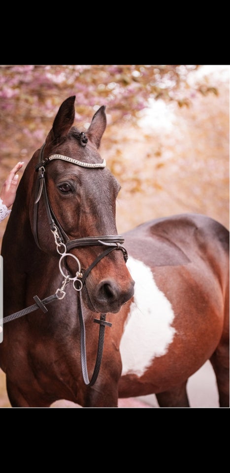 Irsk Sports Pony, vallak, 15 år