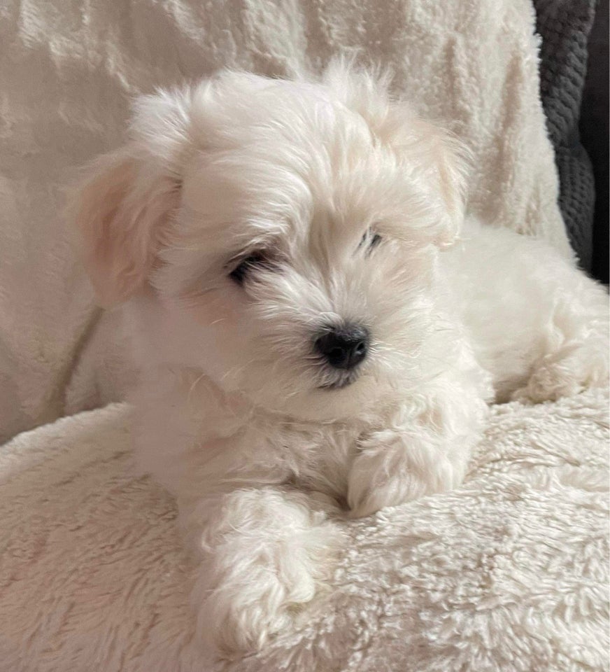 DKK Coton de Tulear. Stamtavle