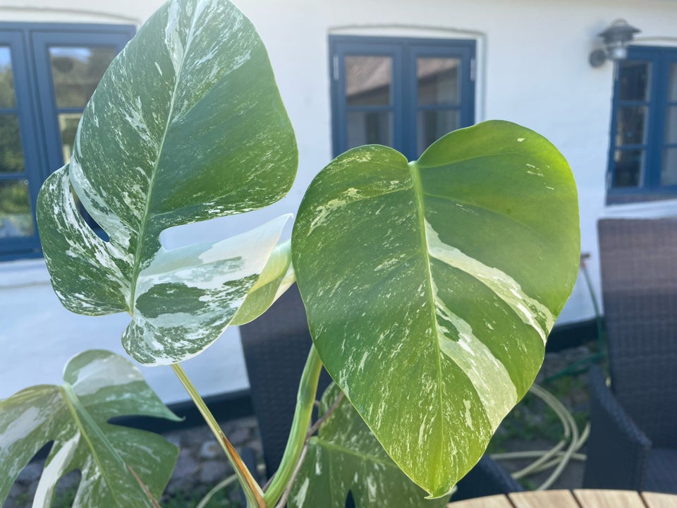 Monstera  Deliciosa variegata