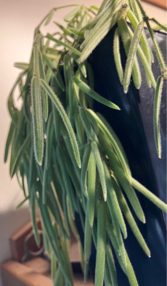 Stueplante, Hoya Linearis