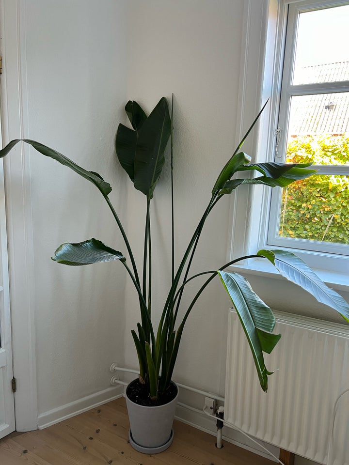 Strelitzia stueplante,