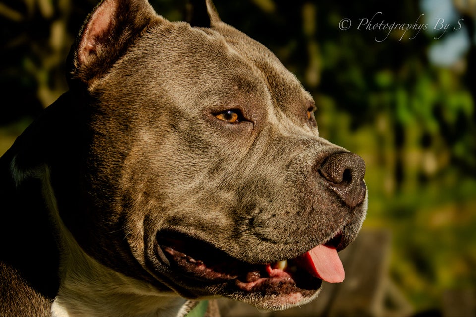 American bully pocket hund 3 år