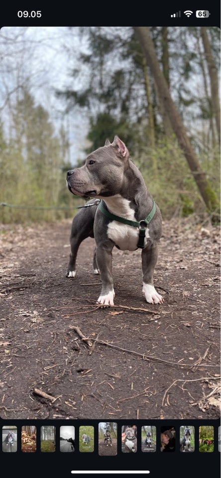 American bully pocket hund 3 år