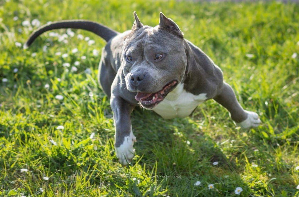 American bully pocket hund 3 år