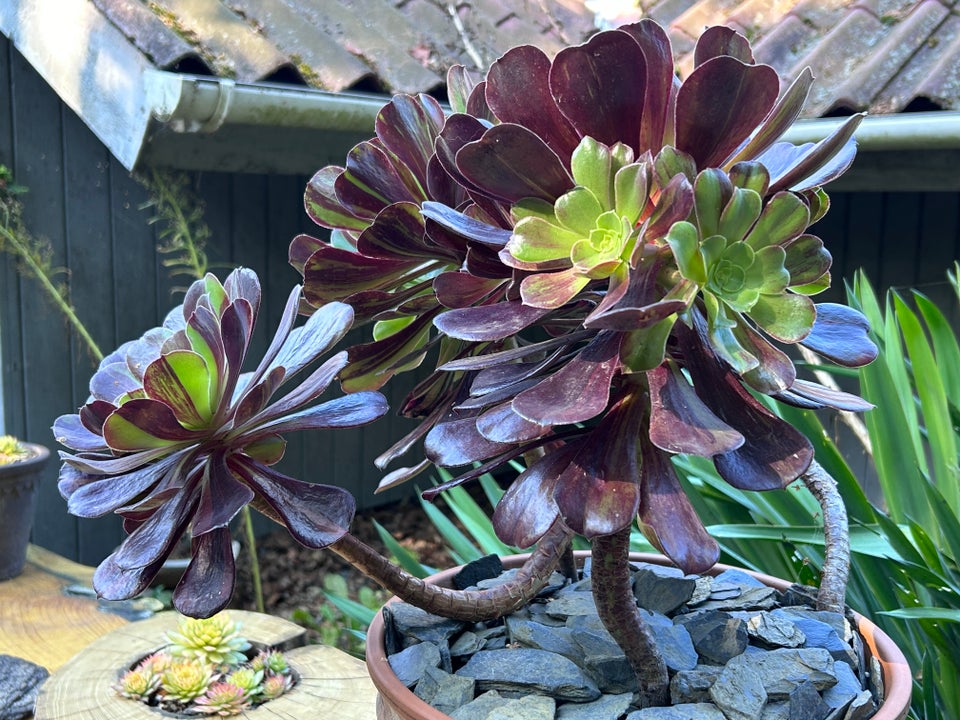 Sukkulenter, Aeonium Big Bang (3