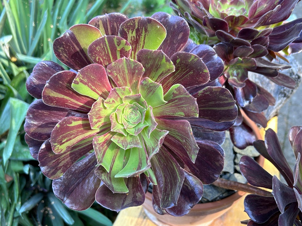 Sukkulenter, Aeonium Big Bang (3