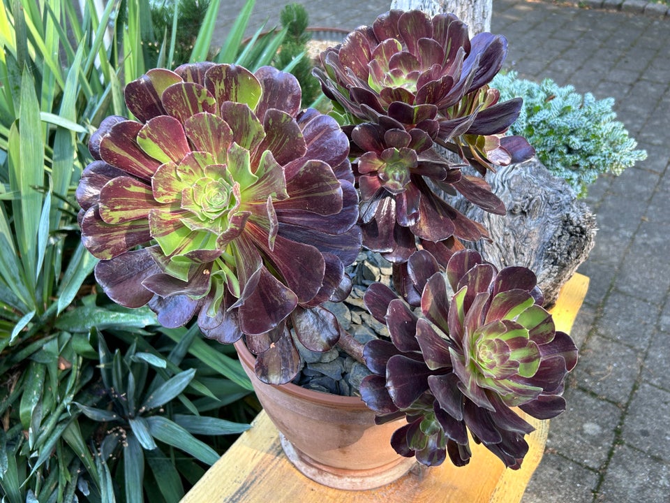 Sukkulenter, Aeonium Big Bang (3