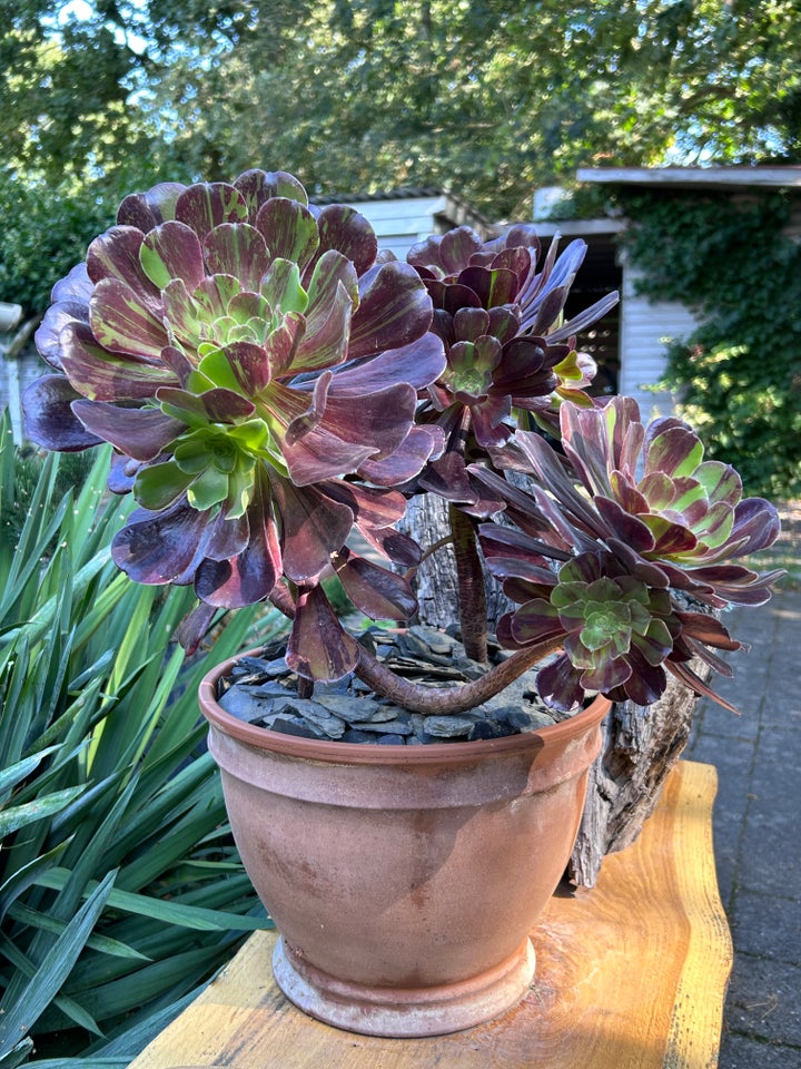 Sukkulenter, Aeonium Big Bang (3