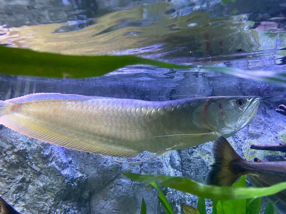 Silver Arowana, 1 stk.