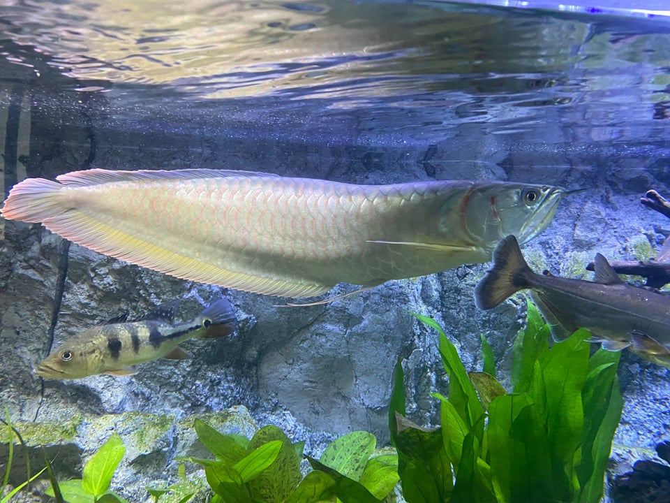 Silver Arowana, 1 stk.