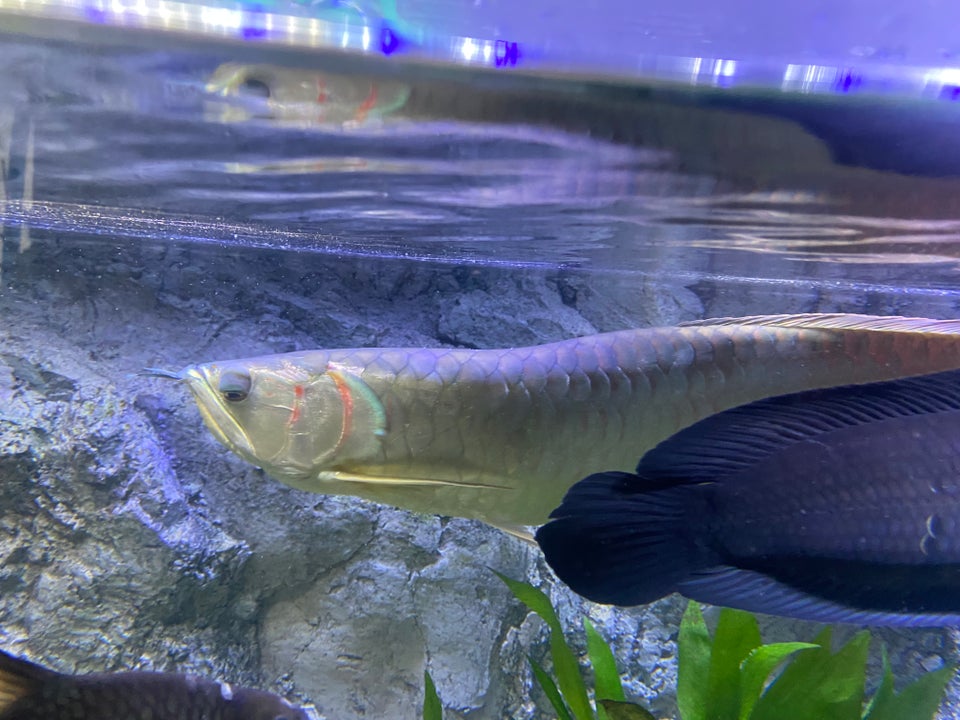 Silver Arowana, 1 stk.