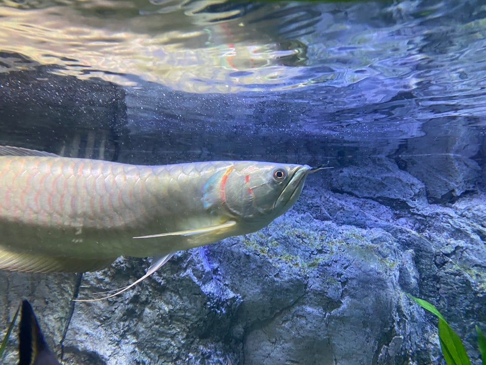 Silver Arowana, 1 stk.