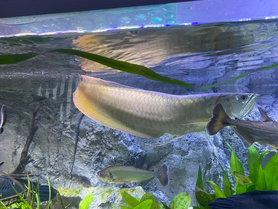 Silver Arowana, 1 stk.