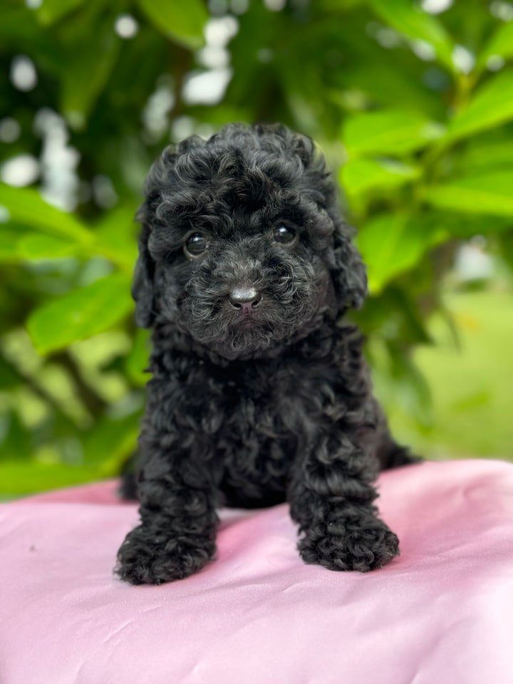 Cockapoo f1b mini hvalpe 7 uger