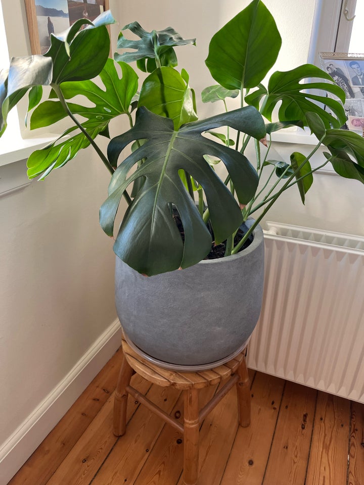 Stueplante Monstera