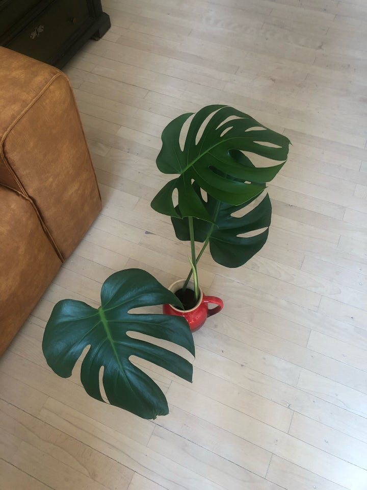 Monstera Monstera