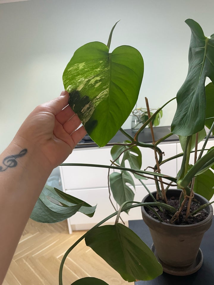 Stueplante, Monstera variegata