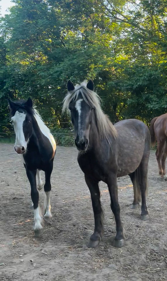 Tinker hingst 1 år