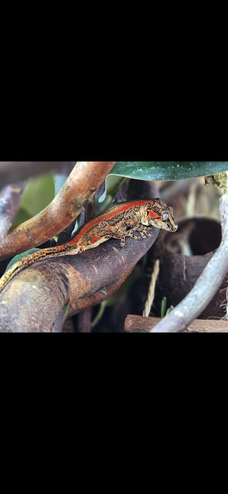 Gekko, Gargoyle gekko