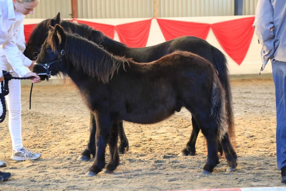 Shetlandspony, hingst, 0 år