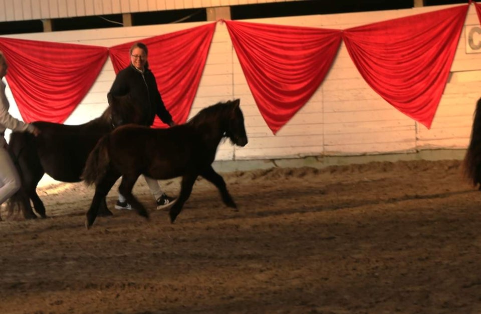 Shetlandspony, hingst, 0 år