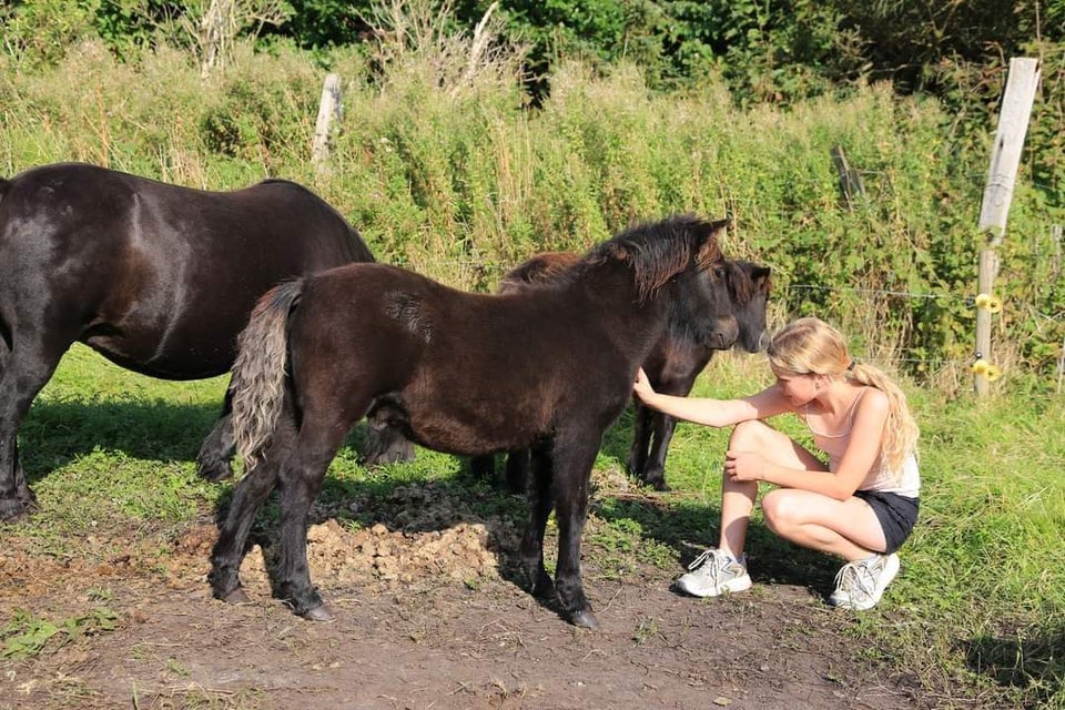 Shetlandspony, hingst, 0 år