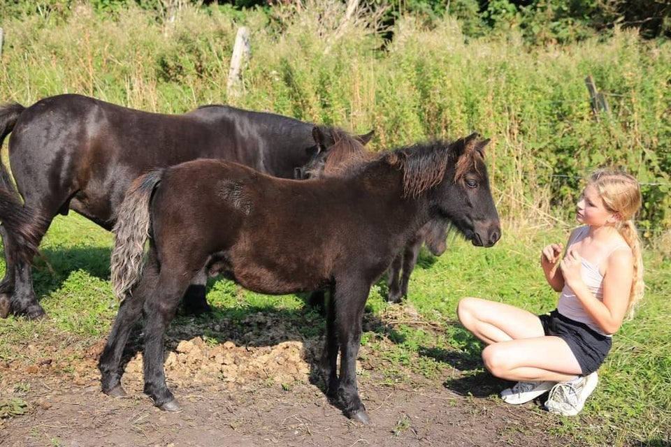 Shetlandspony, hingst, 0 år