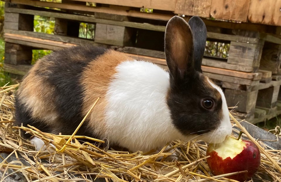 Kanin, HOLLÆNDER HAN JAPANER