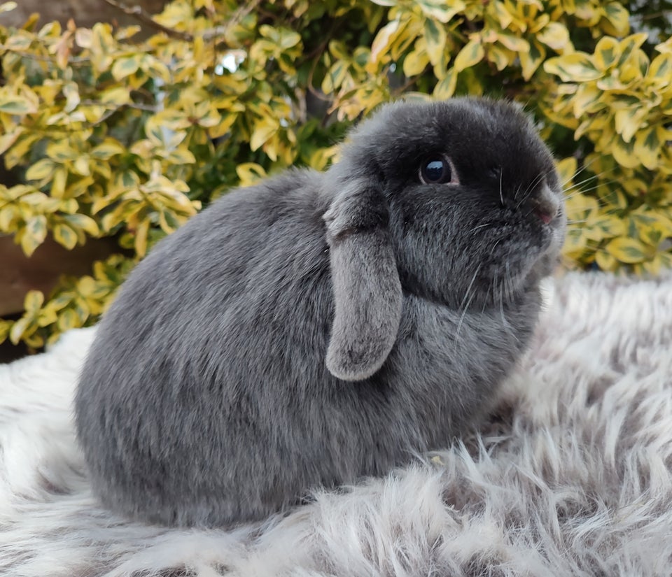 Kanin Minilop mini lop 0 år