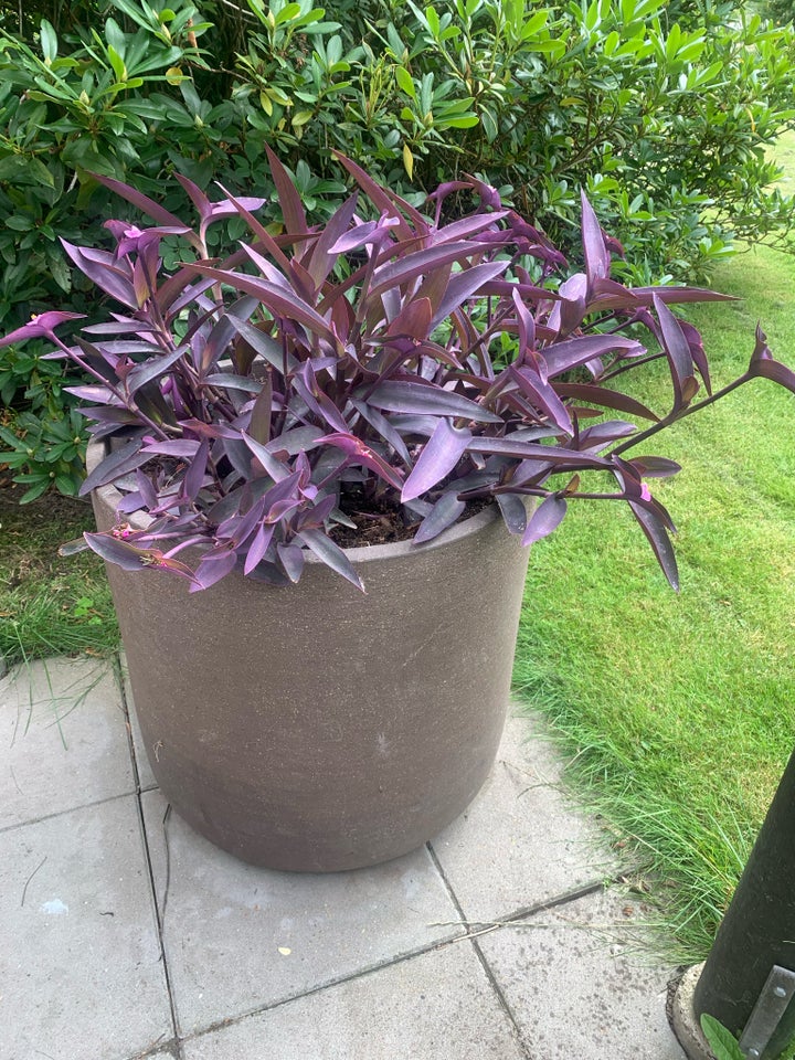 Plante i krukke Tradescantia