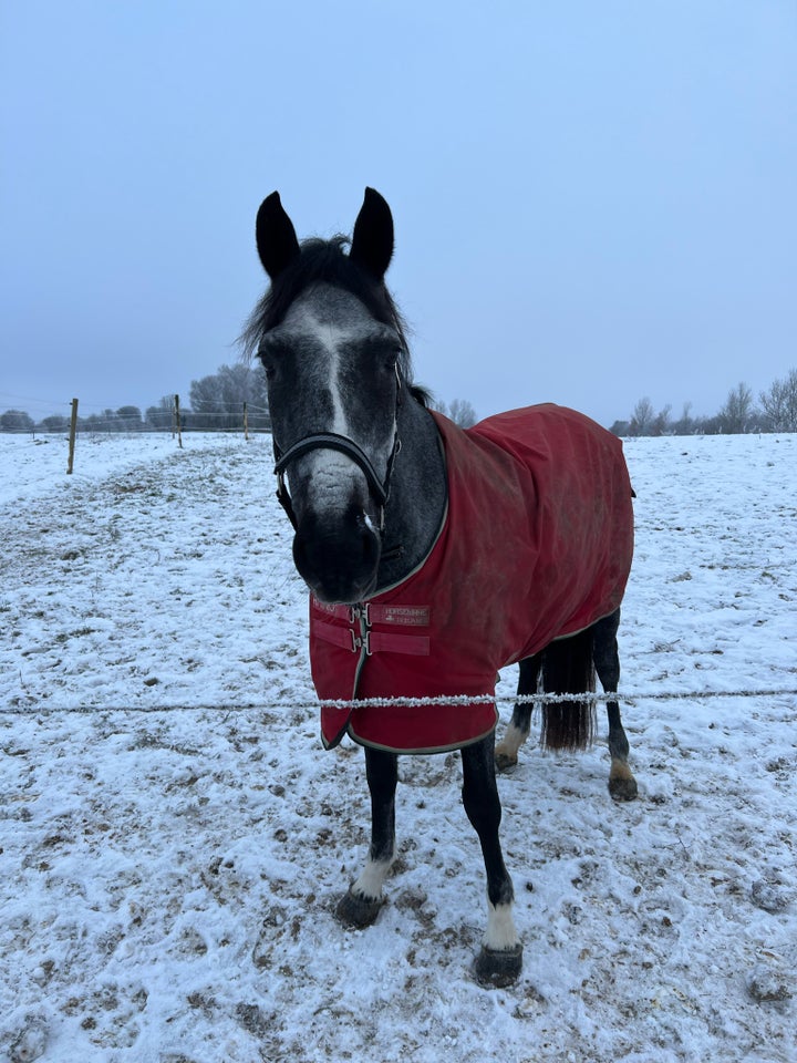 Blanding, hoppe, 10 år