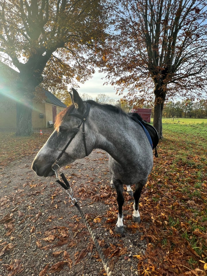 Blanding, hoppe, 10 år