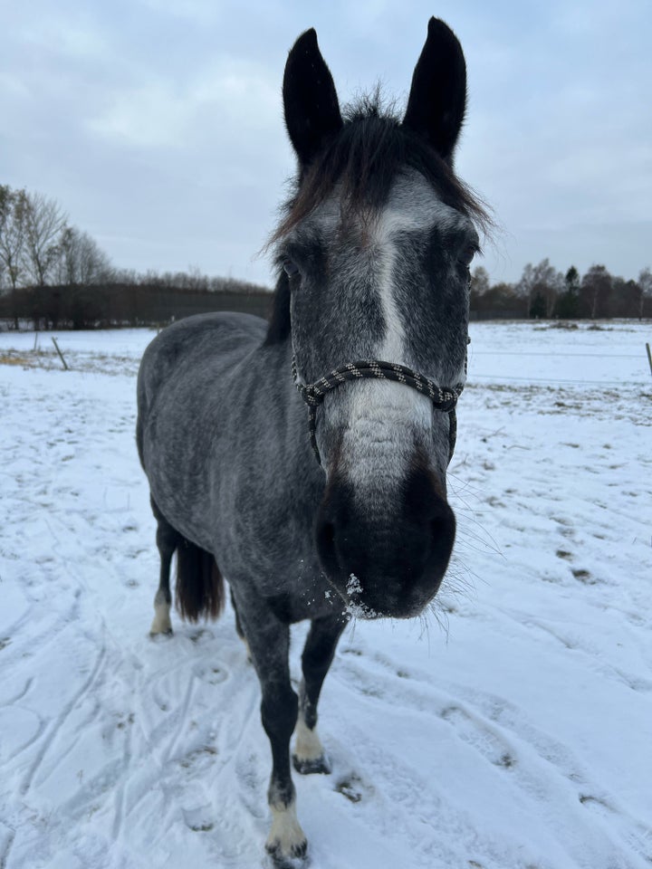 Blanding, hoppe, 10 år